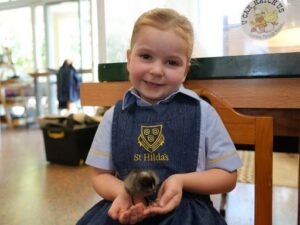 Chicks - St Hilda's Anglican School For Girls