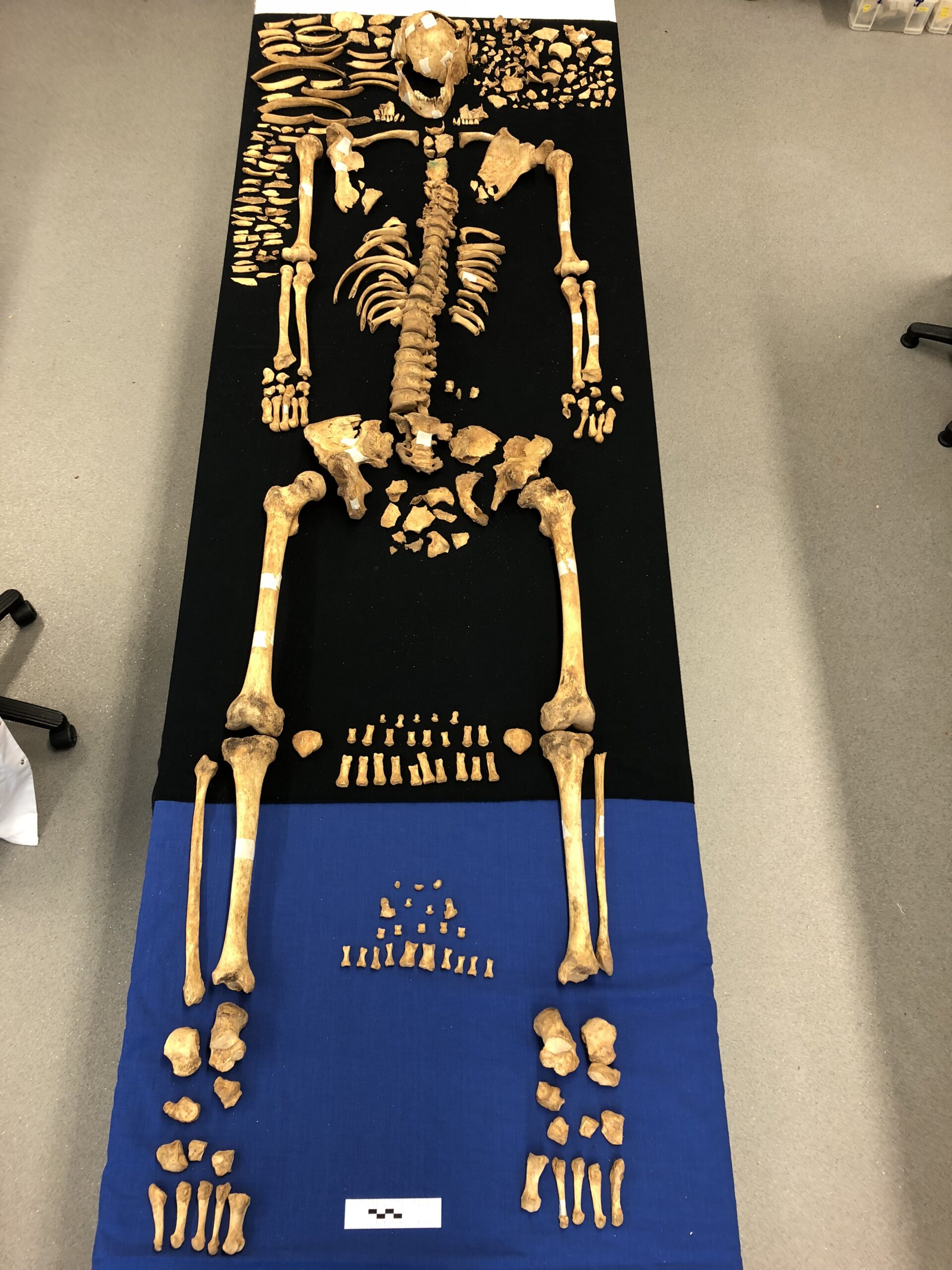 - St Hilda's Anglican School For Girls Full human skeleton fossil laid out on a black mat, showing skull, rib cage, spine, arms, legs, and numerous small bones arranged around it.